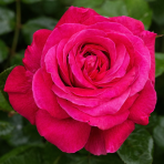 Ruža veľkokvetá (Rosea) ´DUFTPARADIES´ - výška 10-20 cm, P11