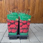 Ruža mnohokvetá (Rosa floribunda) 'FREUDENTANZ - výška 10-20cm, P11