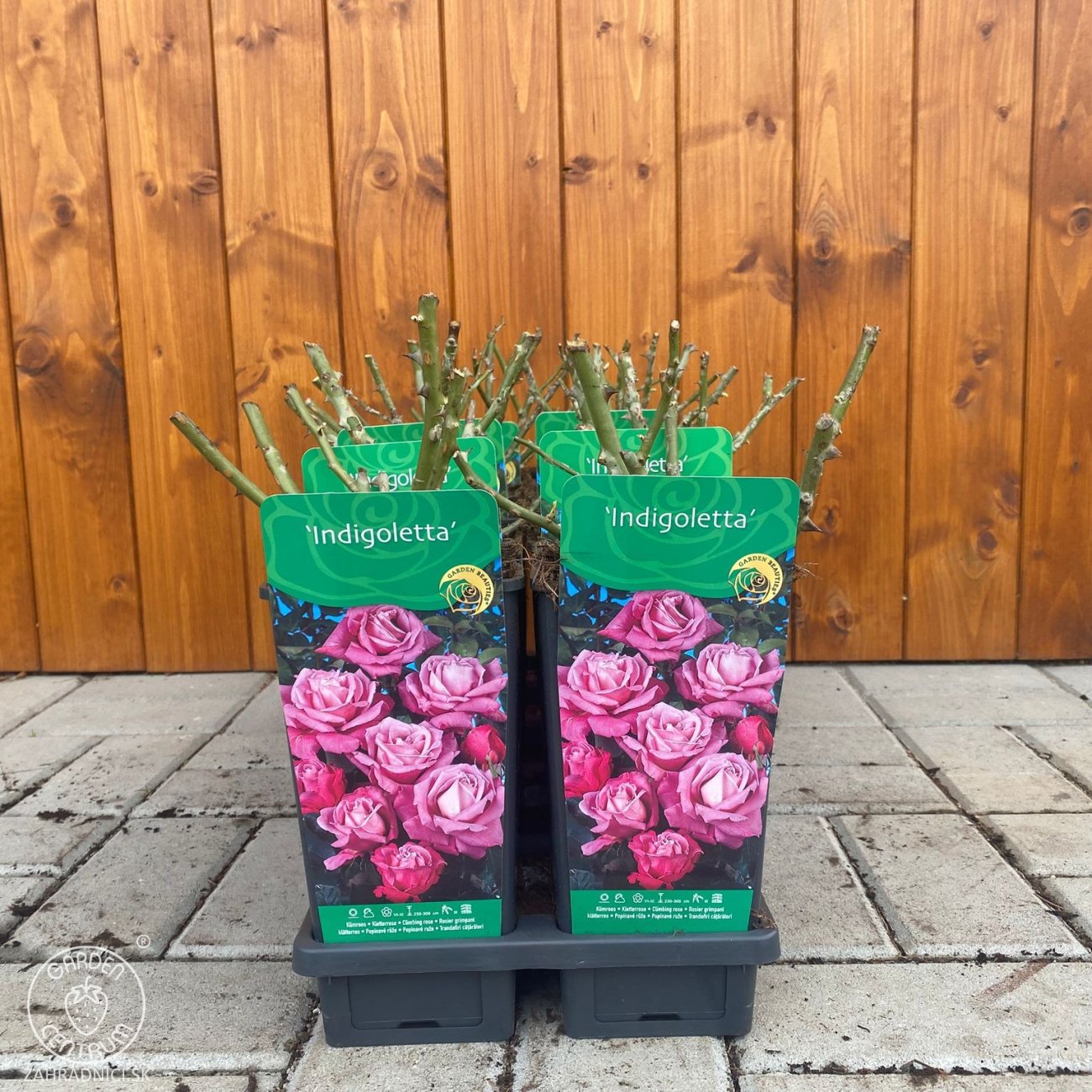 Obrázok Ruža popínavá (Rosa rampicante) ´INDIGOLETTA´ - výška 10-20 cm, P11