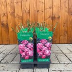Ruža popínavá (Rosa rampicante) ´INDIGOLETTA´ - výška 10-20 cm, P11