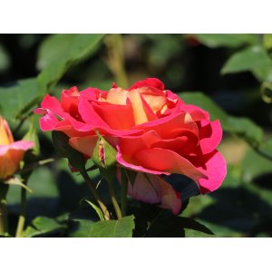 Ruža veľkokvetá (Rosea) ´MALEICA´ - výška 15-30 cm, kont. C3L/C4L 