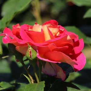 Ruža veľkokvetá (Rosea) ´MALEICA´ - výška 15-30 cm, kont. C3L/C4L 