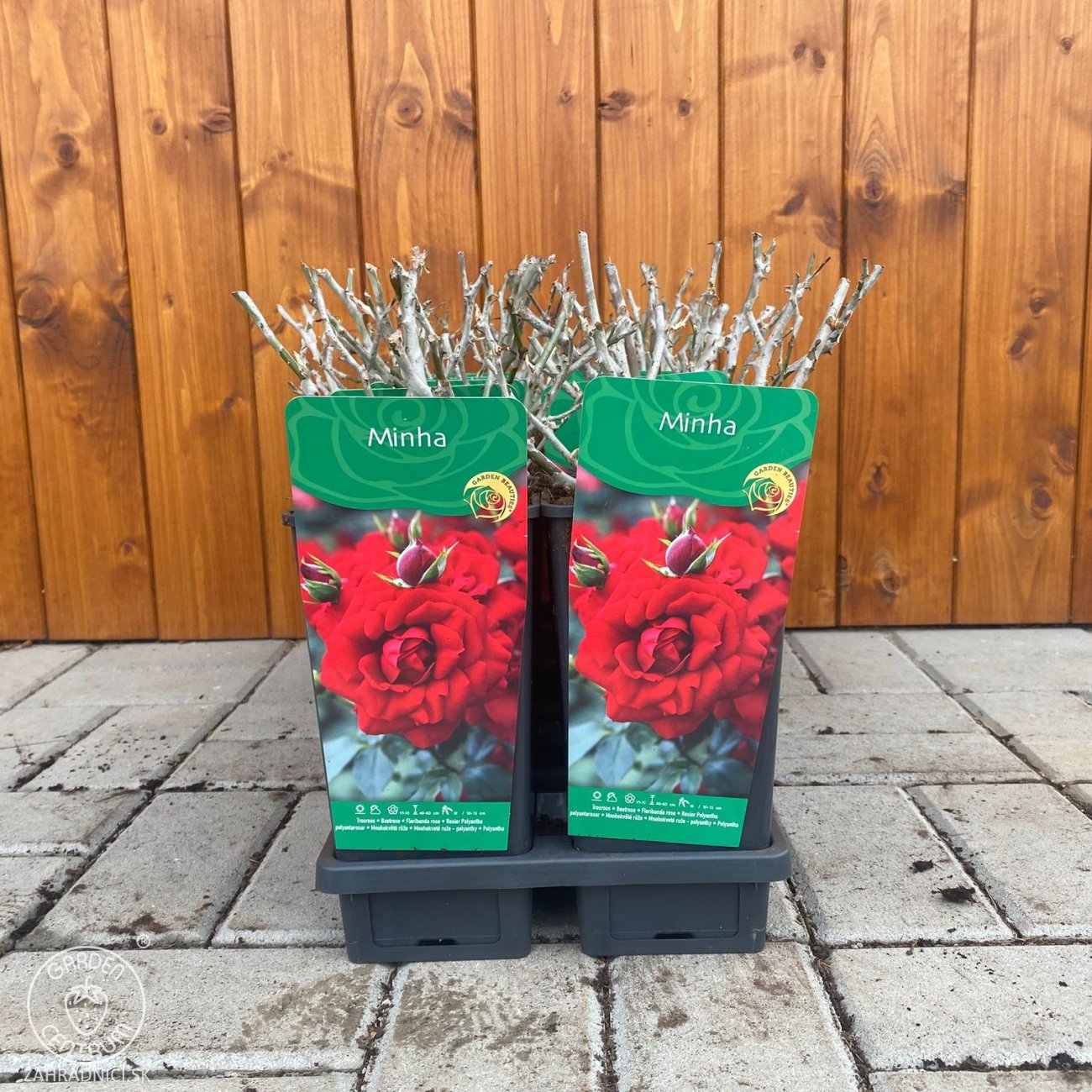 Obrázok Ruža mnohokvetá (Rosa floribunda) 'MINHA' - výška 10-20 cm, kont. P11