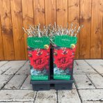 Ruža mnohokvetá (Rosa floribunda) 'MINHA' - výška 10-20 cm, kont. P11