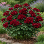 Ruža mnohokvetá (Rosa floribunda) 'MINHA' - výška 10-20 cm, kont. P11