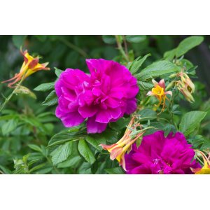 Ruža vráskavá (Rosa Rugosa) ´EMOTION´ - výška 30-50 cm, kont. C2L 