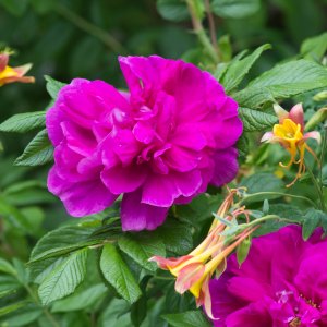 Ruža vráskavá (Rosa Rugosa) ´EMOTION´, výška: 30-50 cm, kont. C2L 