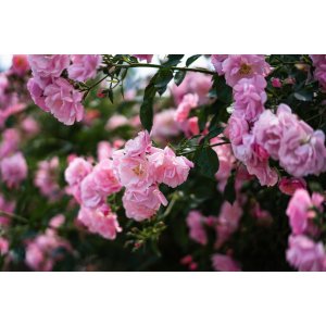 Ruža banksova (Rosa Banksiae) ´ROSEA´ - výška 150-180 cm, kont. C3L