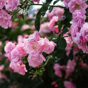 Ruža banksova (Rosa Banksiae) ´ROSEA´ - výška 160-180 cm, kont. C3L