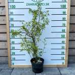 Ruža vráskavá (Rosa Rugosa), výška: 100-120 cm, kont. C5L