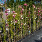 Ruža banksova (Rosa Banksiae) ´ROSEA´ výška: 150-200 cm, kont. C3L