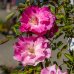 Ruža banksova (Rosa Banksiae) ´ROSEA´ výška: 150-200 cm, kont. C3L