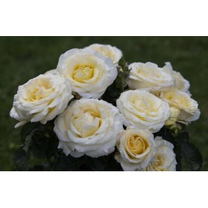 Ruža veľkokvetá (Rosa) 'CHOPIN' - výška 15-30 cm, kont. C3L/C4L