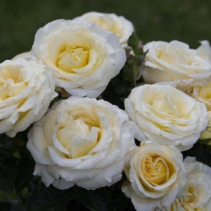 Ruža veľkokvetá (Rosa) 'Chopin', výška 15-30 cm, kont. C3L/C4L