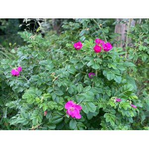 Ruža vráskavá (Rosa Rugosa) - výška 100-120 cm, kont. C5L