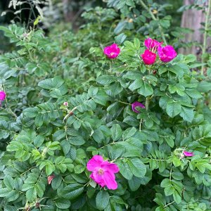 Ruža vráskavá (Rosa Rugosa), výška: 100-120 cm, kont. C5L