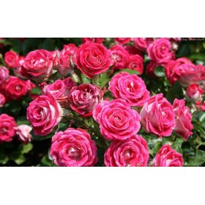 Ruža mnohokvetá (Rosa floribunda) 'SCHÖNE KOBLENZERIN ®' - výška 15-30 cm, kont. C3L/C4L 