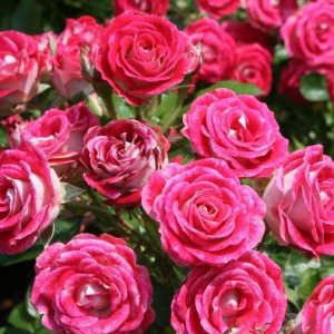 Ruža mnohokvetá (Rosa floribunda) 'Schöne Koblenzerin®', výška 15-30 cm, kont. C3L/C4L 