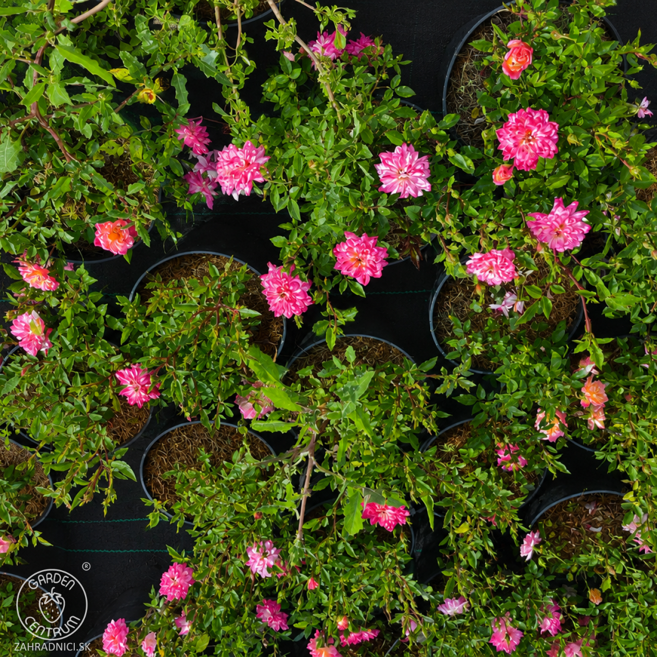 Obrázok Miniatúrna ruža (Rosa miniature) ‘TRICOLOR’ - výška 20-30 cm, kont. C2L