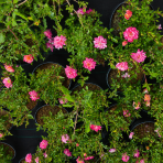 Miniatúrna ruža (Rosa miniature) ‘TRICOLOR’ - výška 20-30 cm, kont. C2L