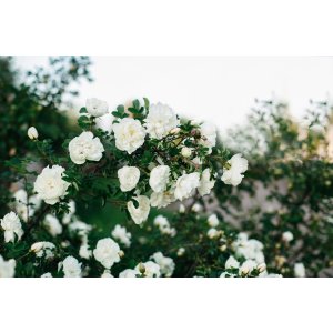 Ruža banksova (Rosa banksiae) ´ALBA PLENA´ – výška 150-180 cm, kont. C3L