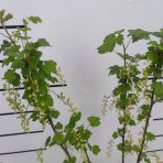 Ríbezľa biela (Ribes rubrum) ´BLANCA´ - výška 70-90 cm, stredne skorá, kont. C2L - KRÍKOVÁ