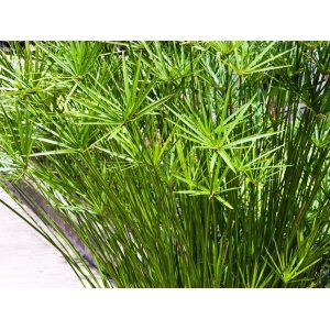 Šachor striedavolistý (Cyperus alternifolius) - výška 20 cm, kont. P9