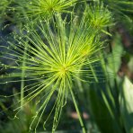 Šachor striedavolistý (Cyperus alternifolius) výška: 90-120 cm, kont. C3L 