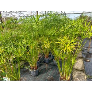 Šachor striedavolistý (Cyperus alternifolius) - výška 100-120 cm, kont. C3L 