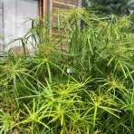 Šachor striedavolistý (Cyperus alternifolius) - výška 90-120 cm, kont. C3L 