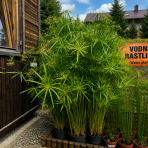 Šachor striedavolistý (Cyperus alternifolius) - výška 90-120 cm, kont. C3L 