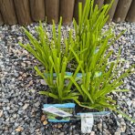 Šachor striedavolistý (Cyperus alternifolius) - výška 15-25 cm, kont. P9