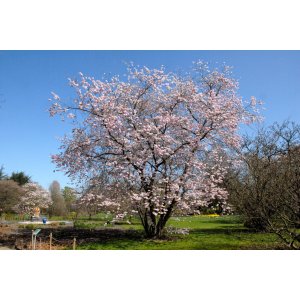 Čerešňa okrasná (Prunus serrulata) ´ACCOLADE´ - 200-250 cm, obvod kmeňa 12/14 cm, kont. C35L