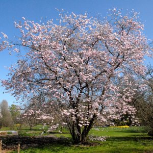 Čerešňa okrasná (Prunus serrulata) ´ACCOLADE´ - 200-250 cm, obvod kmeňa 10/12 cm, kont. C35L