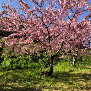 Višňa chĺpkatá (Prunus subhirtella) ´AUTUMNALIS ROSEA´ - výška: 200-250 cm, obvod kmeňa: 6/8 cm, kont. C15L