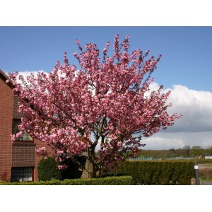 Sakura ozdobná (Prunus serrulata) ´KANZAN´ - výška 150-180 cm, kont. C25L/C30L