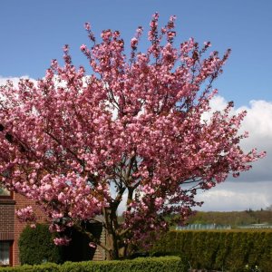 Sakura ozdobná (Prunus serrulata) ´KANZAN´ - výška 120-160 cm, kont. C18L