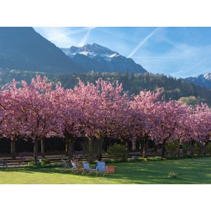 Sakura ozdobná (Prunus serrulata) ´KANZAN´ - výška 80-100 cm, kont. C7.5L