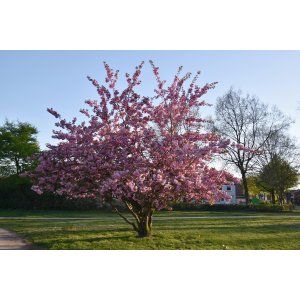 Sakura ozdobná (Prunus serrulata) ´KANZAN´ - výška 100-110 cm, kont. C10L -KRÍK