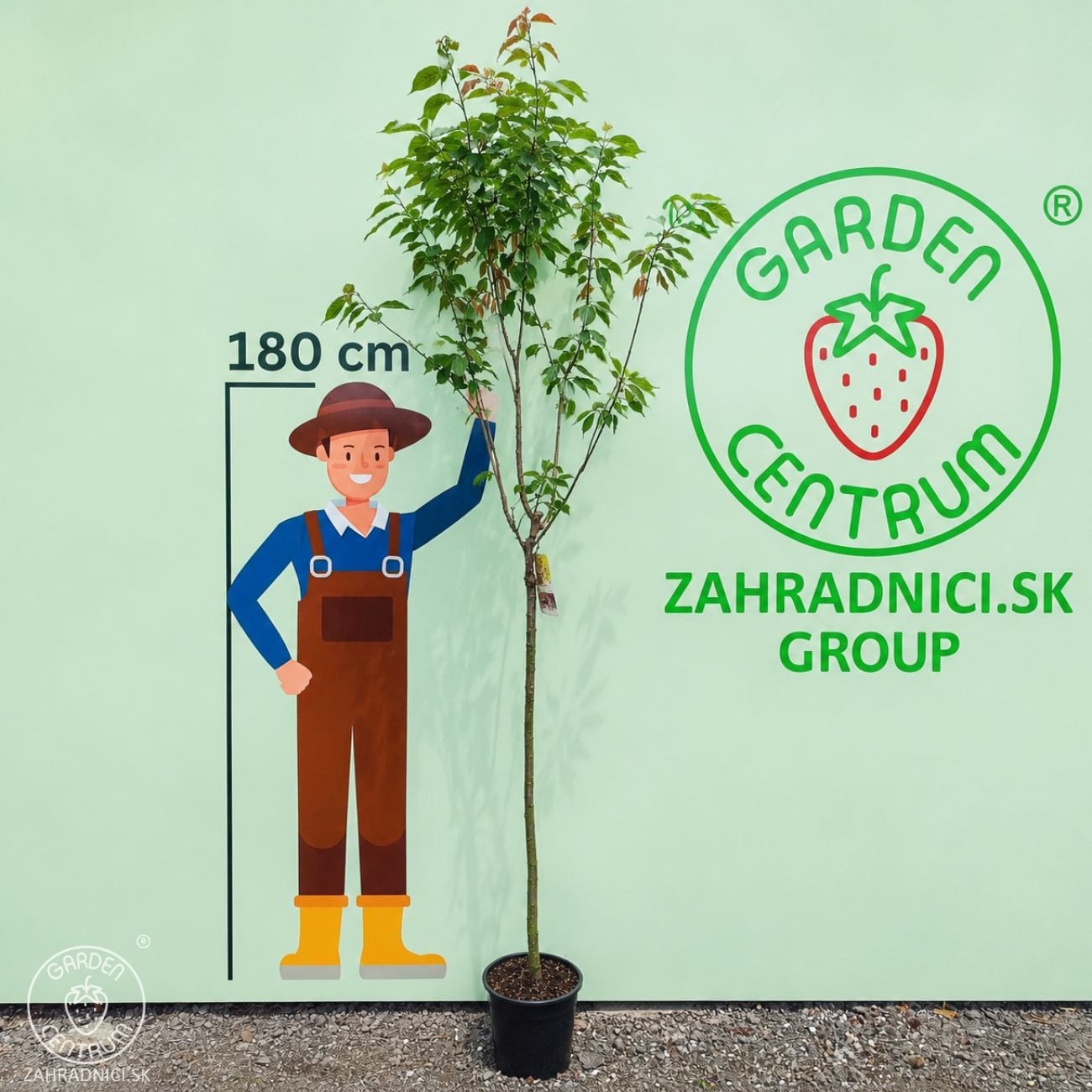 Obrázok Sakura ozdobná (Prunus serrulata) ´KANZAN´ - výška 240-260 cm, kont.C10L - NA KMIENKU