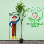 Sakura ozdobná (Prunus serrulata) ´KANZAN´ - výška 240-260 cm, kont.C10L - NA KMIENKU