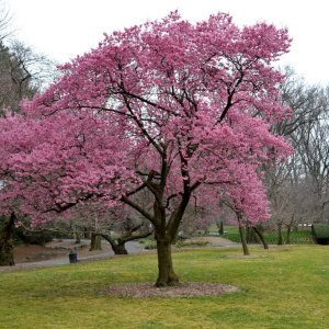 Sakura okrasná (Prunus serrulata) ´OKAME´ výška: 200-250cm, obvod kmeňa: 6/8 cm, kont. C15L 