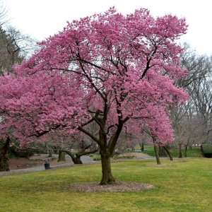 Sakura okrasná (Prunus serrulata) ´OKAME´ výška: 200-250 cm, obvod kmeňa: 6/8 cm, kont. C15L 