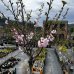 Čerešňa okrasná (Prunus serrulata) ´ACCOLADE´ - 200-250 cm, obvod kmeňa 12/14 cm, kont. C35L