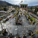 Čerešňa okrasná (Prunus serrulata) ´SNOW FOUNTAIN´ výška: 200-250 cm, obvod kmeňa: 8/10 cm, kont. C15L 