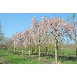Sakura chĺpkatá (Prunus subhirtella) ´PENDULA RUBRA´, výška 200-250 cm, obvod kmeňa: 10/12 cm, C30L