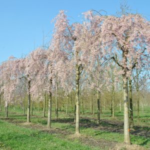 Sakura chĺpkatá (Prunus subhirtella) ´PENDULA RUBRA´, výška 140-160 cm, obvod kmeňa: 10/14 cm, C50L