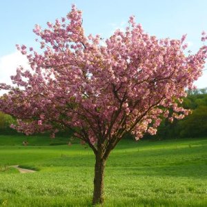 Sakura ozdobná (Prunus serrulata) ´KANZAN´ - výška 180-220 cm, obvod kmeňa 4/6 cm, kont. C7.5L