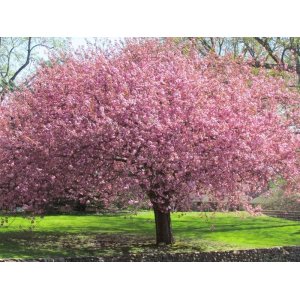  Sakura okrasná (Prunus serrulata) ´OKAME´ - výška 400+ cm, obvod kmeňa: 25/30 cm, kont. C250/300L