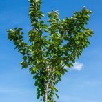 Sakura ozdobná (Prunus serrulata) ´KANZAN´ - výška: 200-250 cm, obvod kmeňa: 10/12 cm, kont. C30L 